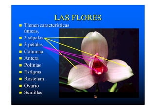 LAS FLORESLAS FLORES
Tienen característicasTienen características
únicas.únicas.
3 sépalos3 sépalos
3 pétalos3 pétalos
ColumnaColumna
AnteraAntera
PoliniasPolinias
EstigmaEstigma
RostelumRostelum
OvarioOvario
SemillasSemillas
 
