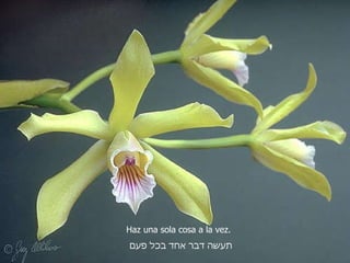 Haz una sola cosa a la vez. תעשה דבר אחד בכל פעם 