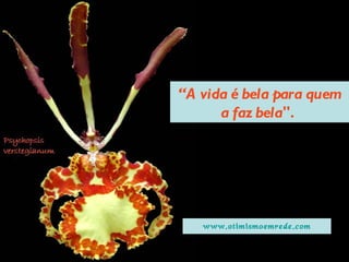 “ A vida é bela para quem a faz bela".  www.otimismoemrede.com 