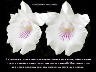 De agora em diante procura construir uma vida nova, dirigida para o alto e caminha para diante, sem olhar para trás. Faz como o sol que nasce cada dia, sem lembrar-se da  noite que passou.  