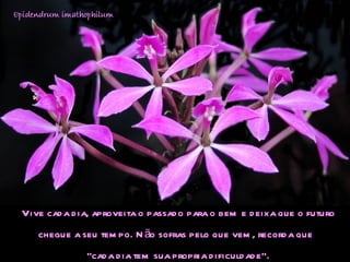 Vive cada dia, aproveita o passado para o bem e deixa que o futuro  chegue a seu tempo. Não sofras pelo que vem, recorda que  "cada dia tem sua propria dificuldade”.  