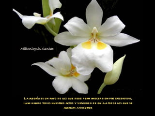 La alegría es un rayo de luz que debe permanecer siempre encendido, iluminando todos nuestros actos y sirviendo de guía a todos los que se acercan a nosotros 