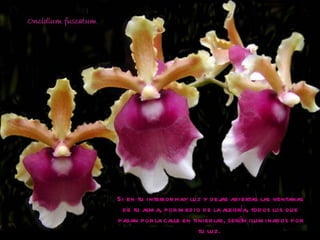 Si en tu interior hay luz y dejas abiertas las ventanas de tu alma, por medio de la alegría, todos los que pasan por la calle en tinieblas, serán iluminados por tu luz.  