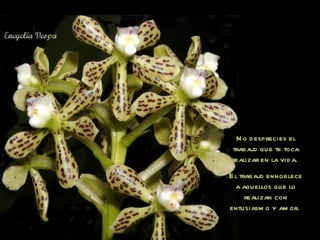 No desprecies el trabajo que te toca realizar en la vida.  El trabajo ennoblece a aquellos que lo realizan con entusiasmo y amor.  