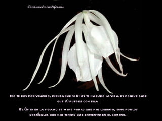 No te des por vencido, piensa que si Dios te ha dado la vida, es porque sabe que tú puedes con ella.  El éxito en la vida no se mide por lo que has logrado, sino por los obstáculos que has tenido que enfrentar en el camino.  