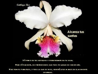 Sé firme en tus actitudes y perseverante en tu ideal.  Pero sé paciente, no pretendiendo que todo te llegue de inmediato.  Haz tiempo para todo, y todo lo que es tuyo, vendrá a tus manos en el momento oportuno.  Alcanza tus sueños 