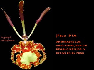 ¡Feliz  DIA ADMIRASTE LAS ORQUIDEAS, SON UN REGALO DE DIOS, Y ESTAN EN EL PERU 