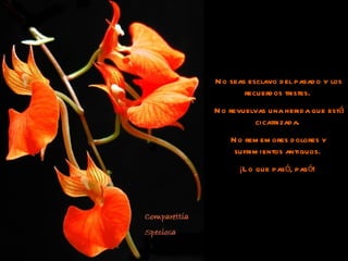 No seas esclavo del pasado y los recuerdos tristes.  No revuelvas una herida que está cicatrizada.  No rememores dolores y sufrimientos antiguos.  ¡Lo que pasó, pasó!  