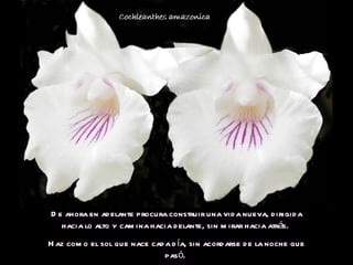 De ahora en adelante procura construir una vida nueva, dirigida hacia lo alto y camina hacia delante, sin mirar hacia atrás.  Haz como el sol que nace cada día, sin acordarse de la noche que pasó.  