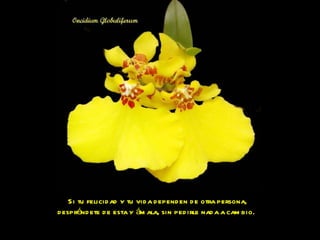 Si tu felicidad y tu vida dependen de otra persona, despréndete de esta y ámala, sin pedirle nada a cambio.  