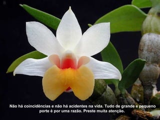 Não há coincidências e não há acidentes na vida. Tudo de grande e pequeno porte é por uma razão. Preste muita atenção. 