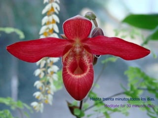 Medita treinta minutos todos los días.
        Meditate for 30 minutes daily.
 