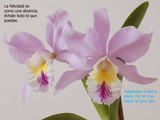 La felicidad es
como una alcancía,
échale todo lo que
puedas.




                     Happiness is like a
                     bank. Put in it as
                     much as you can.
 