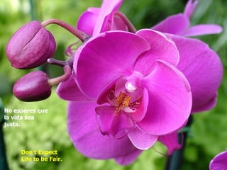 No esperes que
la vida sea
justa.



     Don’t Expect
     Life to be Fair.
 