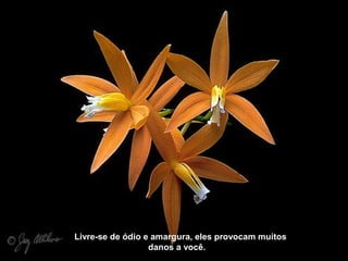 Livre-se de ódio e amargura, eles provocam muitos
danos a você.
 