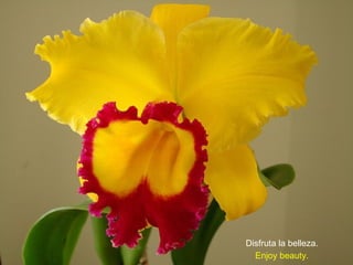 Disfruta la belleza.
Enjoy beauty.

 