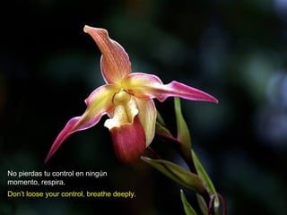 No pierdas tu control en ningún
momento, respira.
Don’t loose your control, breathe deeply.

 