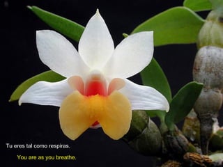 Tu eres tal como respiras.
You are as you breathe.

 