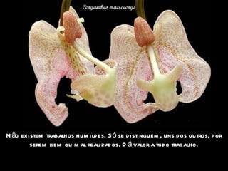 Não existem trabalhos humildes. Só se distinguem, uns dos outros, por serem bem ou mal realizados. Dá valor a todo trabalho. 