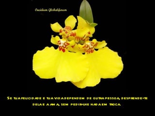 Se tua felicidade e tua vida dependem de outra pessoa, desprende-te dela e a ama, sem pedir-lhe nada em troca.  