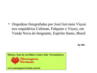 Orquídeas fotografadas por José Gervásio Viçosi nos orquidários Caliman, Falqueto e Viçosi, em Venda Nova do Imigrante, Espírito Santo, Brasil Música: Sons de carrilhões (Autor João  Pernambuco) www.mensagensvirtuais.com.br 