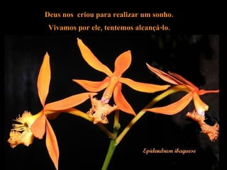 Deus nos  criou para realizar um sonho.  Vivamos por ele, tentemos alcançá-lo.   