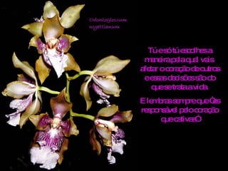 Tú e só tú escolhes a maneira pela qual vais  afetar o coração de outros e essas decisões são do que se trata a vida. E lembras sempre que “es responsável pelo coração que cativas” 