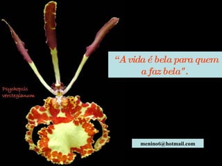“ A vida é bela para quem a faz bela".  [email_address] 