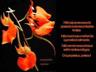 Não sejas escrava do passado e de recordações tristes.  Não revolvas uma ferida que está cicatrizada.  Não rememores dores e sofrimentos antigos.  O que passou, passou!  