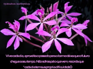 Vive cada dia, aproveita o passado para o bem e deixa que o futuro  chegue a seu tempo. Não sofras pelo que vem, recorda que  "cada dia tem sua propria dificuldade”.  