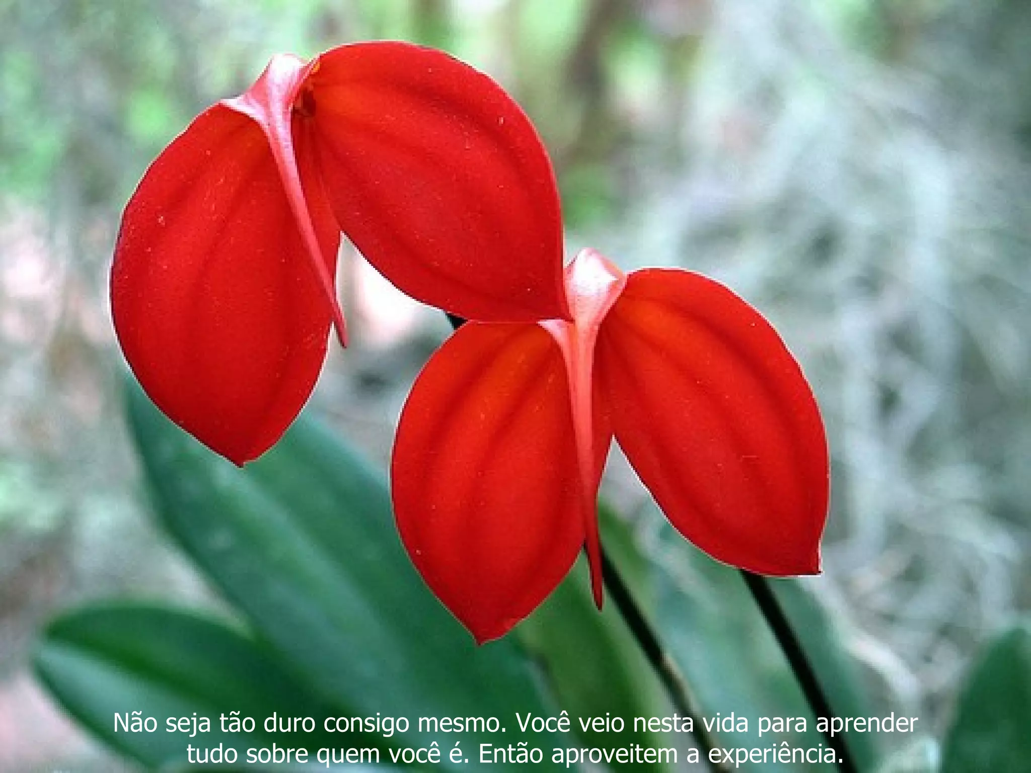 Não seja tão duro consigo mesmo. Você veio nesta vida para aprender
      tudo sobre quem você é. Então aproveitem a experiência.
 