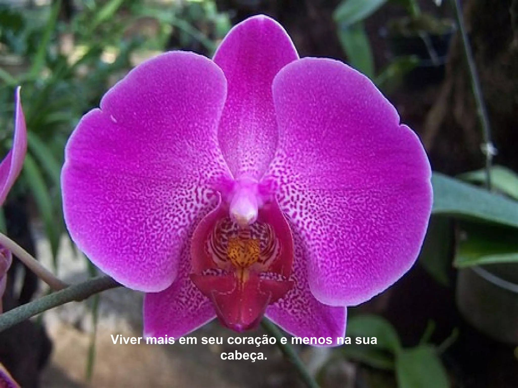 Viver mais em seu coração e menos na sua
                 cabeça.
 