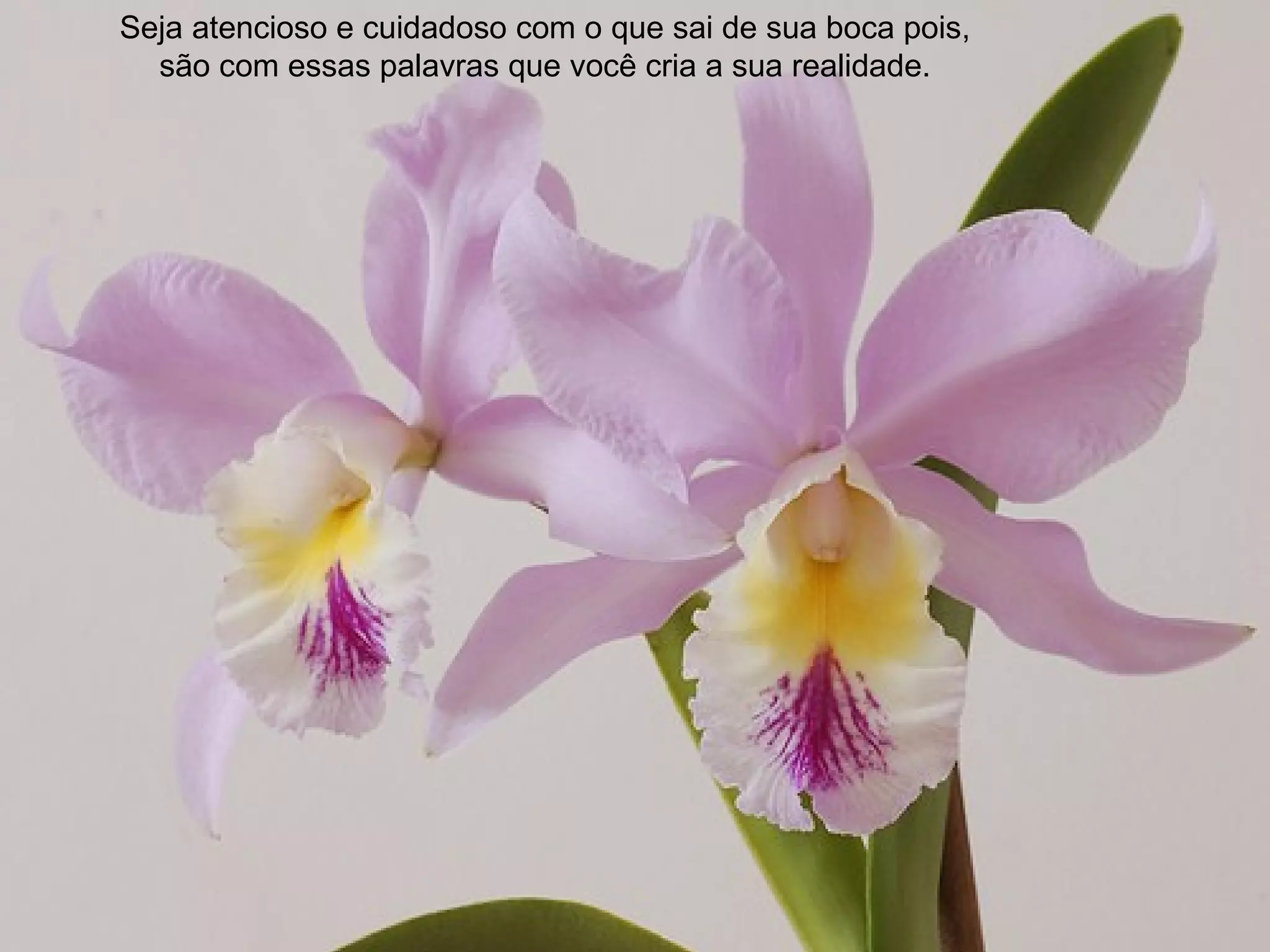 Seja atencioso e cuidadoso com o que sai de sua boca pois,
  são com essas palavras que você cria a sua realidade.
 