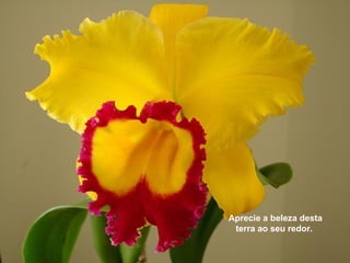 Aprecie a beleza desta
 terra ao seu redor.
 