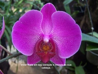 Viver mais em seu coração e menos na sua
                 cabeça.
 