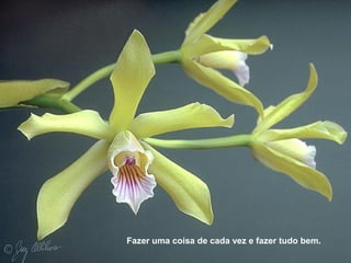 Fazer uma coisa de cada vez e fazer tudo bem.
 