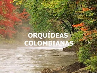 NO TE OLVIDES DE SONREIR PESE A TODO... ORQUÍDEAS  COLOMBIANAS 