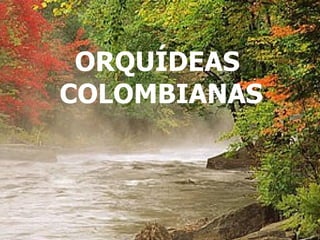NO TE OLVIDES DE SONREIR PESE A TODO... ORQUÍDEAS  COLOMBIANAS 