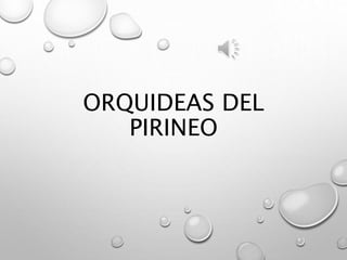 ORQUIDEAS DEL
PIRINEO
 