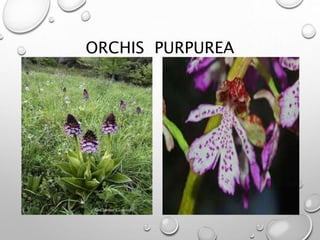 ORCHIS PURPUREA