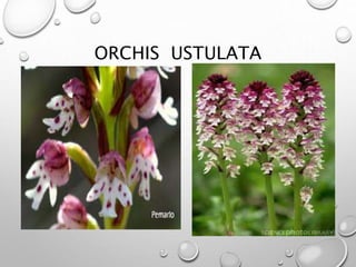 ORCHIS USTULATA
