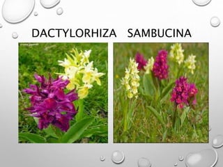 DACTYLORHIZA SAMBUCINA