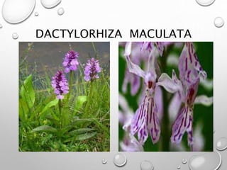 DACTYLORHIZA MACULATA