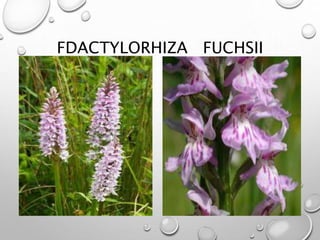 FDACTYLORHIZA FUCHSII