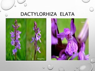 DACTYLORHIZA ELATA