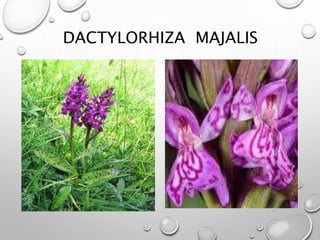 DACTYLORHIZA MAJALIS