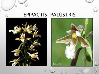 EPIPACTIS PALUSTRIS