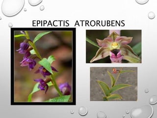 EPIPACTIS ATRORUBENS