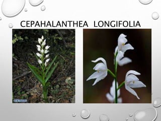 CEPAHALANTHEA LONGIFOLIA