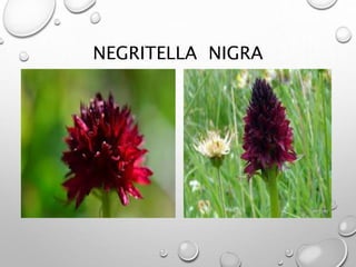 NEGRITELLA NIGRA
